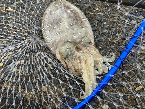 モンゴウイカの釣果