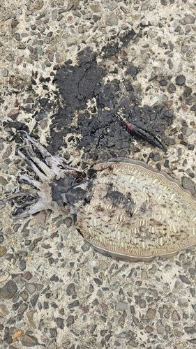 モンゴウイカの釣果