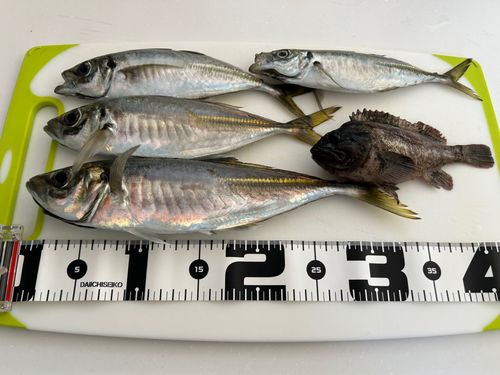 アジの釣果