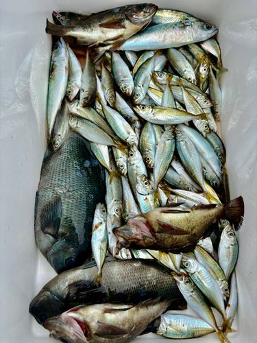 アジの釣果