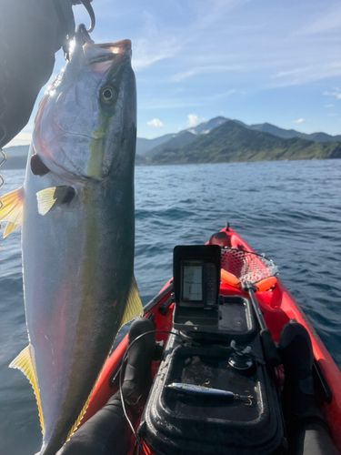 ブリの釣果