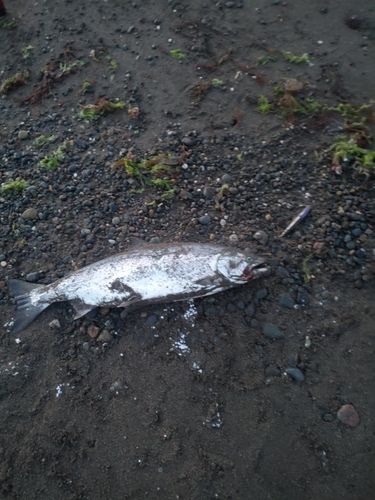 サクラマスの釣果