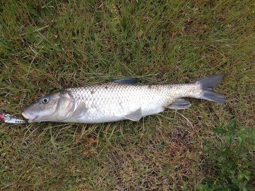 ニゴイの釣果