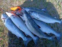 サクラマスの釣果