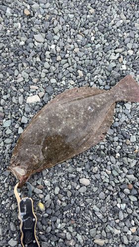 ヒラメの釣果
