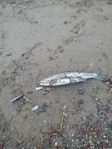 サクラマスの釣果
