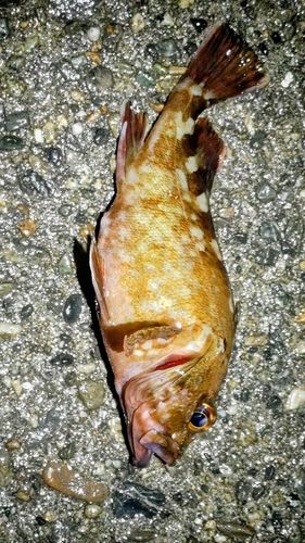 カサゴの釣果