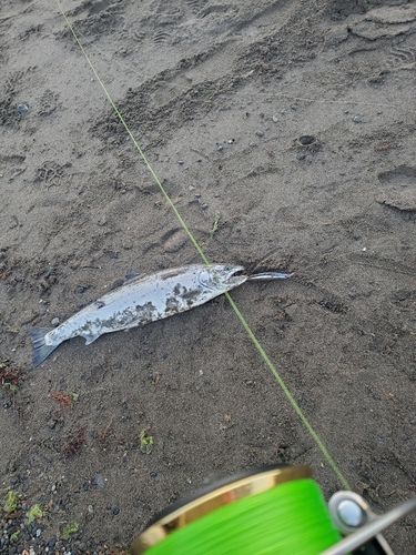 サクラマスの釣果