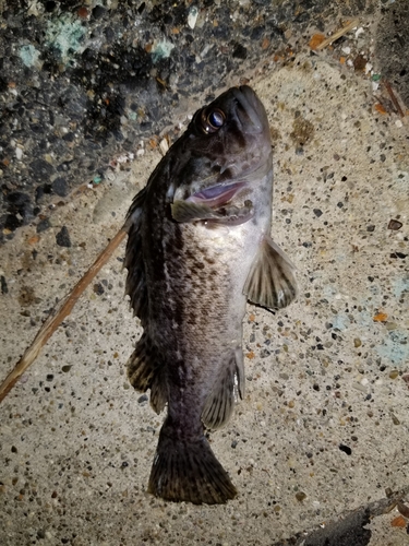 タケノコメバルの釣果