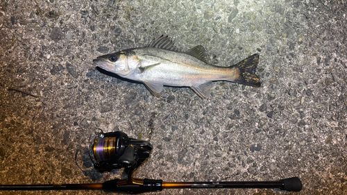 セイゴ（マルスズキ）の釣果