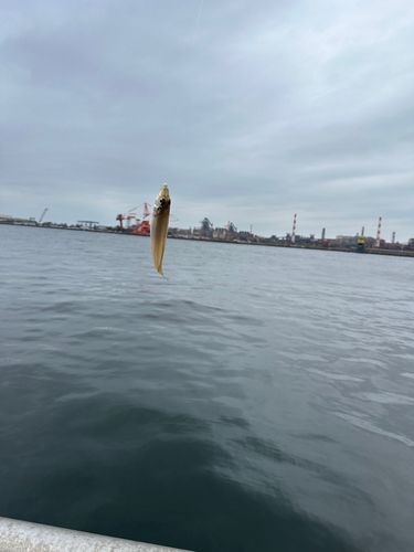 シロギスの釣果