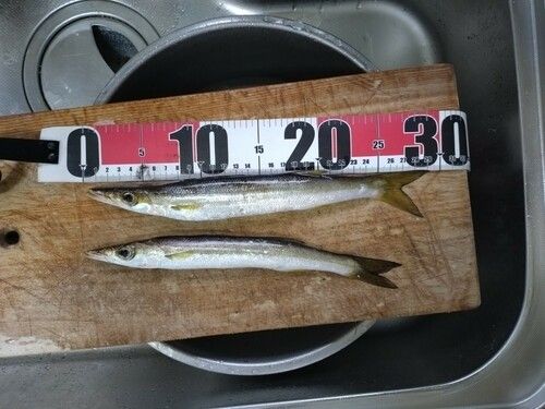 カマスの釣果