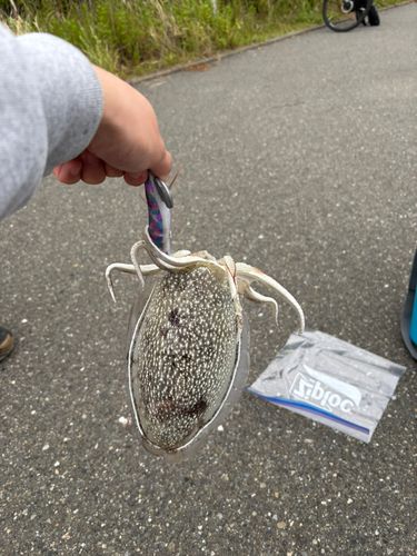 イカの釣果