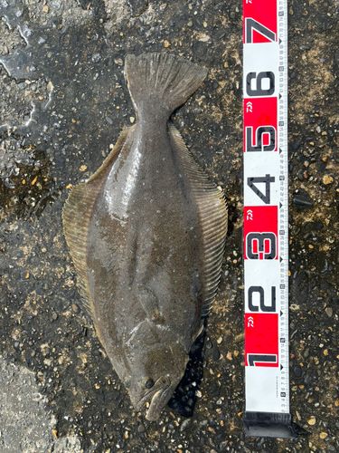 ヒラメの釣果