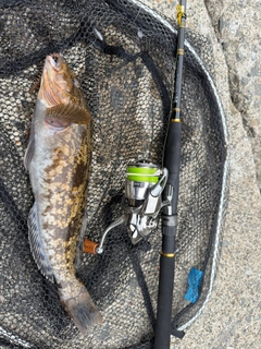 アイナメの釣果
