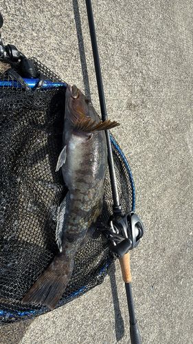 アイナメの釣果