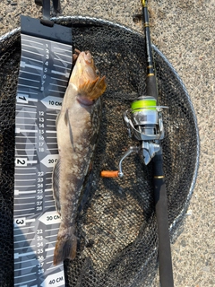 アイナメの釣果