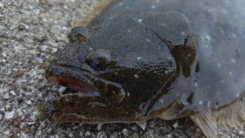 ソゲの釣果