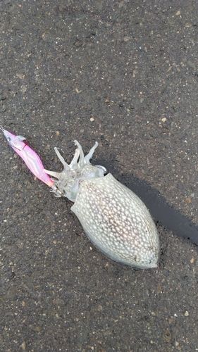 シリヤケイカの釣果