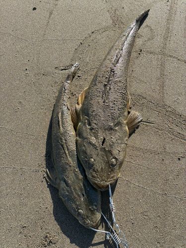 マゴチの釣果