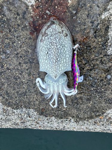 シリヤケイカの釣果
