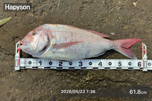 マダイの釣果
