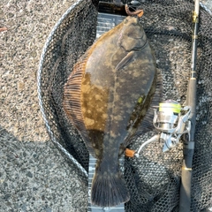 クロガシラガレイの釣果