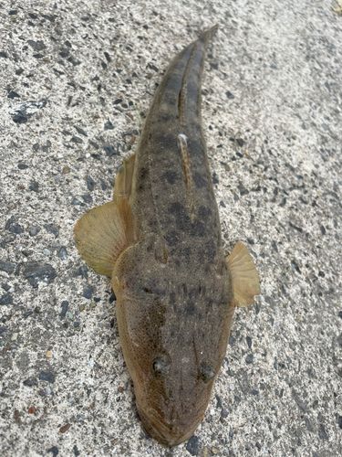 マゴチの釣果