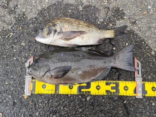 メジナの釣果