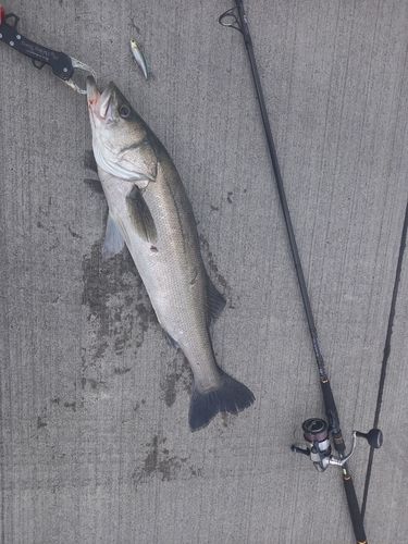 スズキの釣果