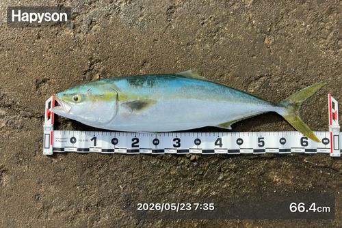 ワラサの釣果