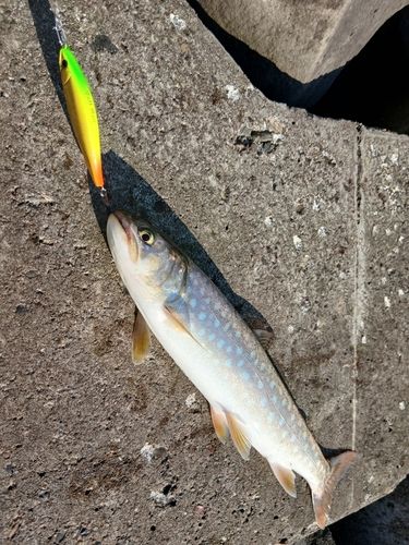 アメマスの釣果
