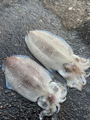 コウイカの釣果