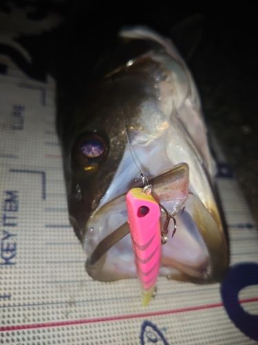 フッコ（マルスズキ）の釣果