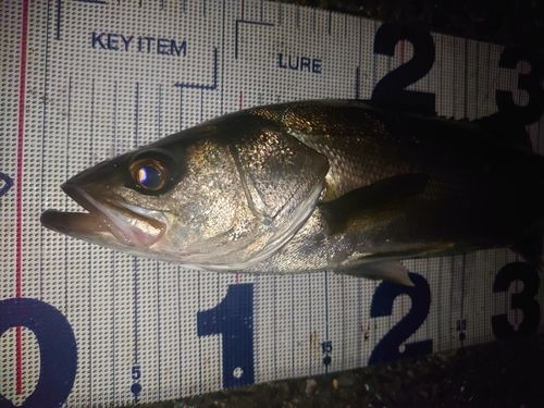 フッコ（マルスズキ）の釣果