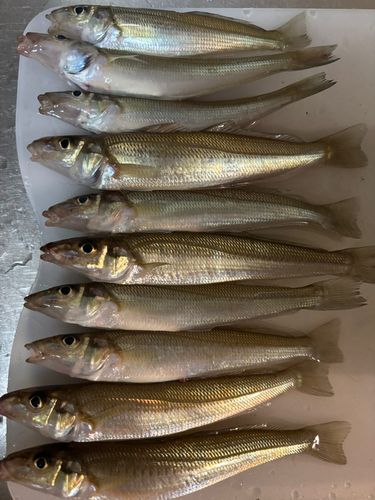 キスの釣果