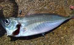 マアジの釣果