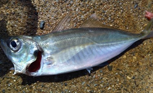 マアジの釣果