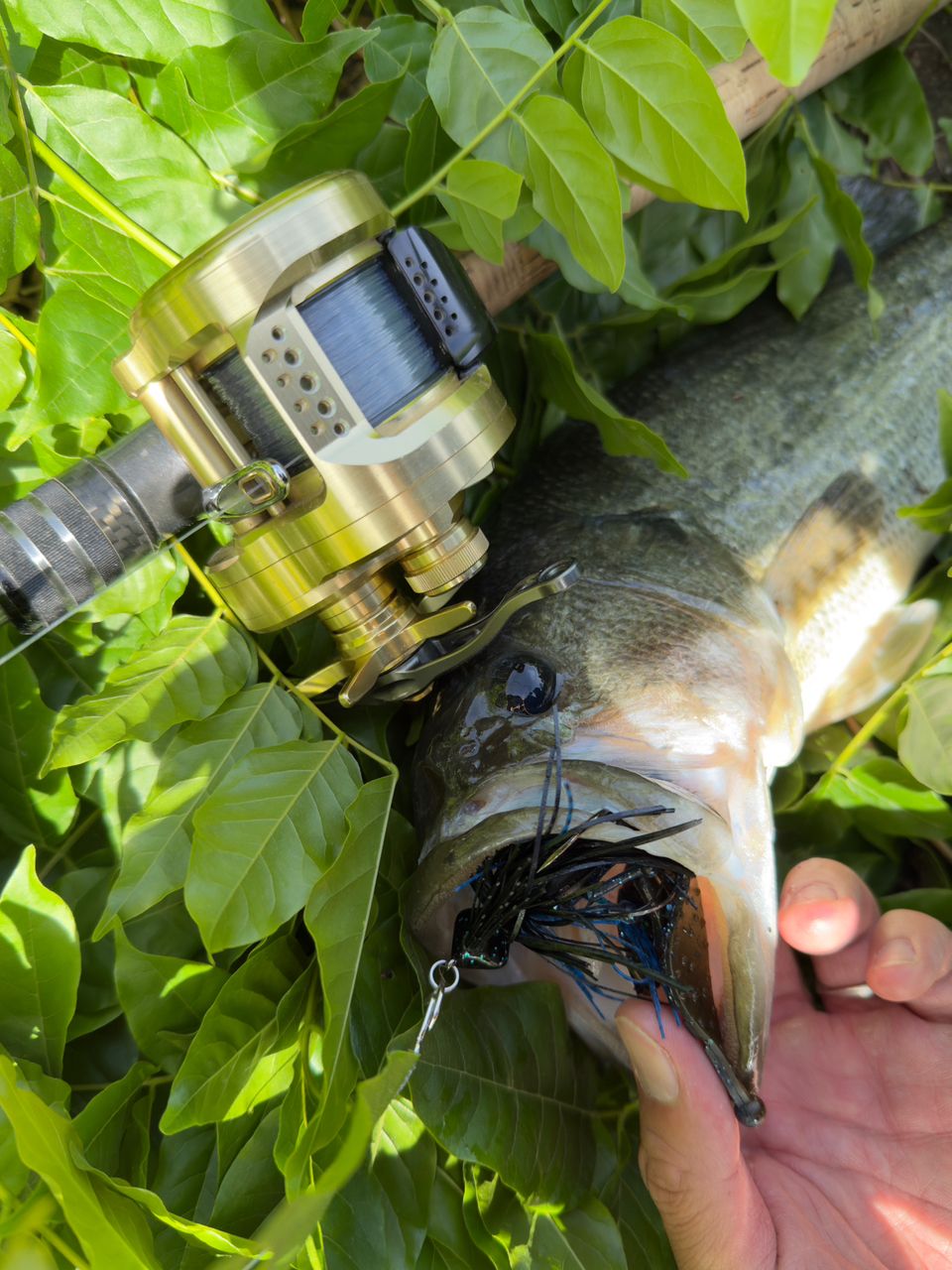 SHIMANO 23カルカッタコンクエスト MD 301XGLHの最安値・インプレ