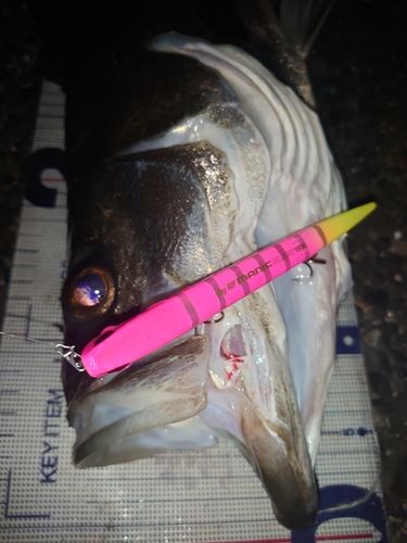 シーバスの釣果