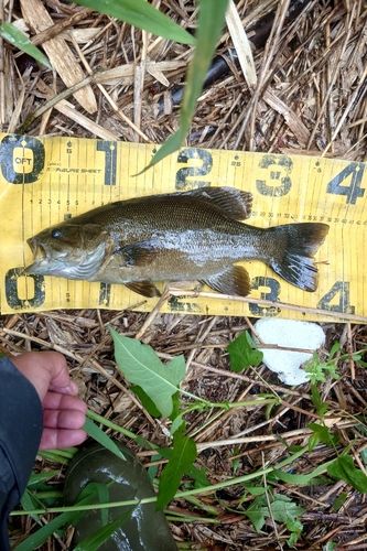 スモールマウスバスの釣果