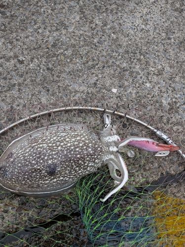 シリヤケイカの釣果