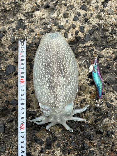 シリヤケイカの釣果