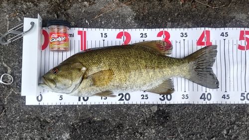 スモールマウスバスの釣果