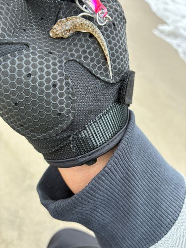コチの釣果