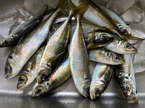 アジの釣果