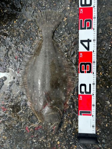 ヒラメの釣果