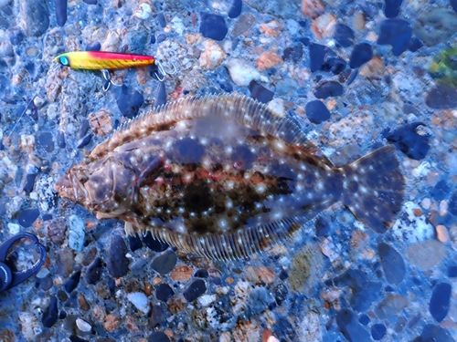 ヒラメの釣果