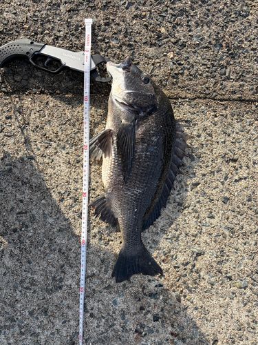 チヌの釣果