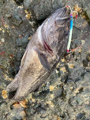 クロソイの釣果
